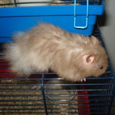 Hamster Tusse´s Houston