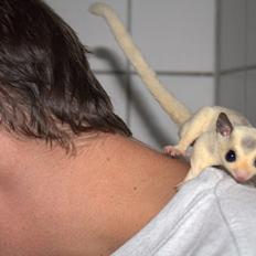 Sugar glider flyvepungegern Aske