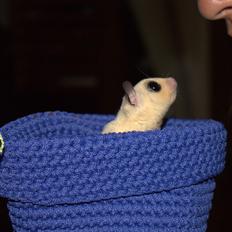 Sugar glider flyvepungegern Aske