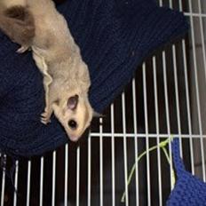 Sugar glider flyvepungegern Eva