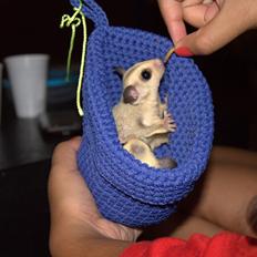 Sugar glider flyvepungegern Eva