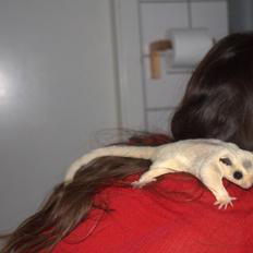 Sugar glider flyvepungegern Aske