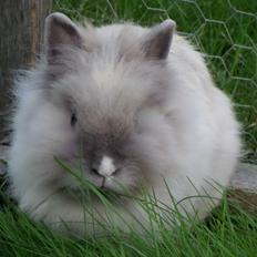 Kanin *Nala* <3