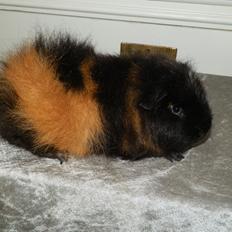 Marsvin Bøgebo's Ferguson - CH Teddy