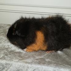 Marsvin Bøgebo's Ferguson - CH Teddy