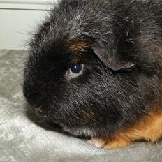 Marsvin Bøgebo's Ferguson - CH Teddy