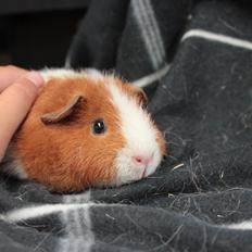 Marsvin Caviecares Red Rita