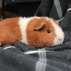 Marsvin Caviecares Red Rita