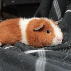 Marsvin Caviecares Red Rita