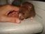 Hamster Simses Hyben