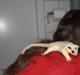 Sugar glider flyvepungegern Aske
