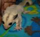 Sugar glider flyvepungegern Eva