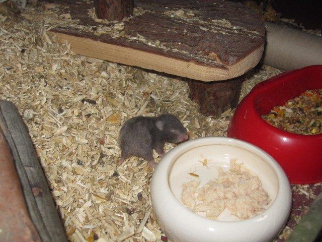 Hamster Simses Zink billede 3