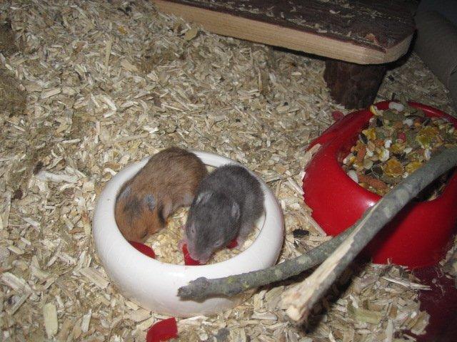 Hamster Simses Zink billede 4