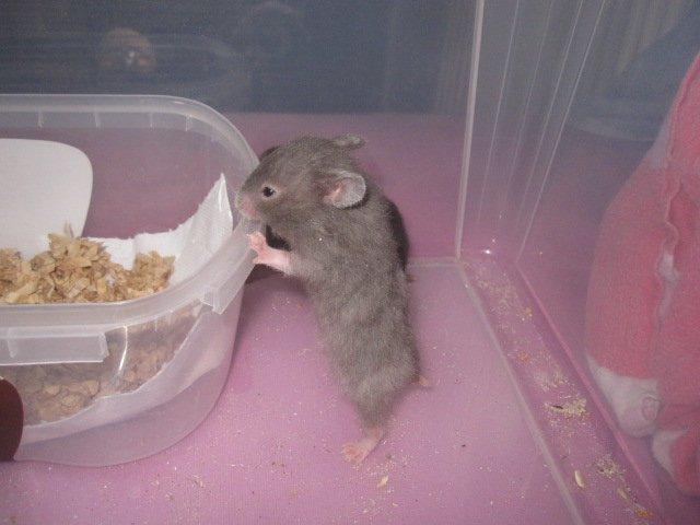 Hamster Simses Zink billede 5