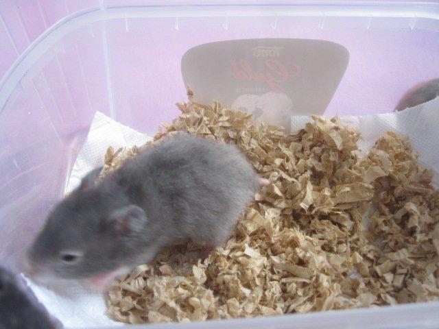 Hamster Simses Zink billede 6