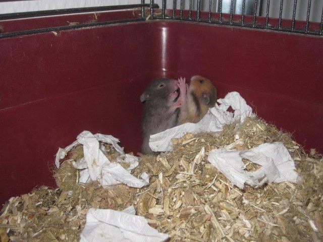 Hamster Simses Zink billede 7