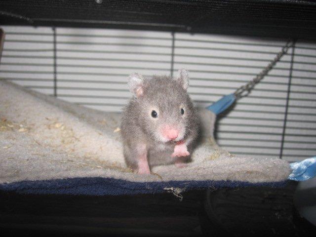 Hamster Simses Zink billede 8