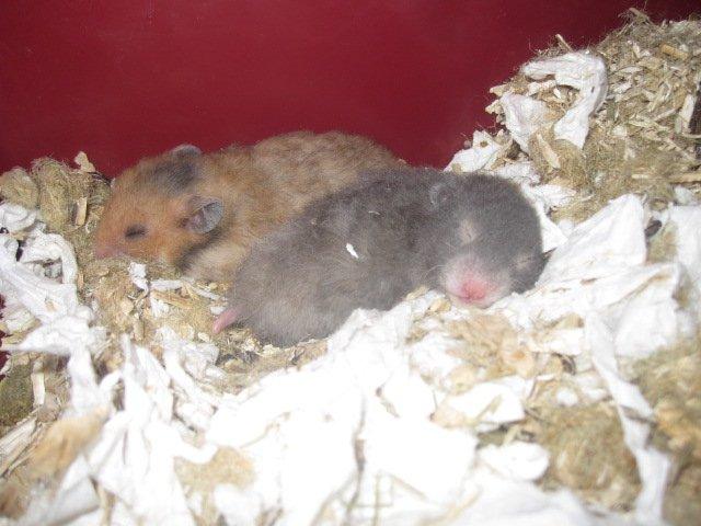 Hamster Simses Zink billede 9