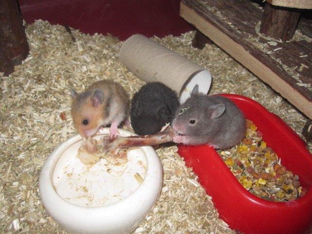 Hamster Simses Zink billede 10