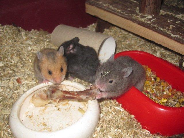 Hamster Simses Zink billede 11