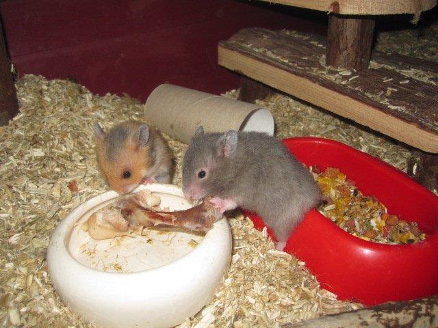 Hamster Simses Zink billede 12