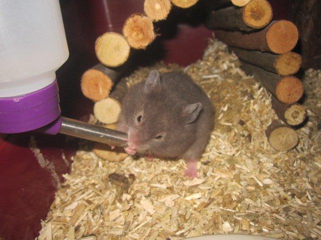 Hamster Simses Zink billede 13