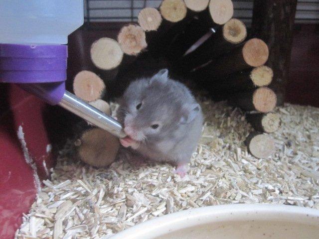 Hamster Simses Zink billede 14