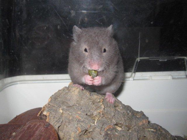 Hamster Simses Zink billede 15