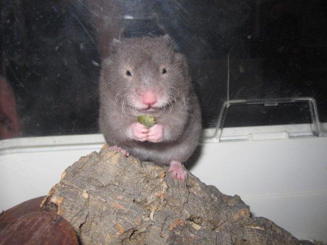 Hamster Simses Zink billede 16