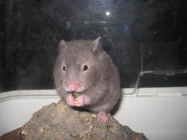 Hamster Simses Zink billede 17