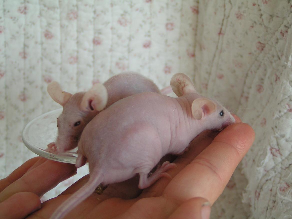 Mus Sniffermus's Fuzzy billede 2