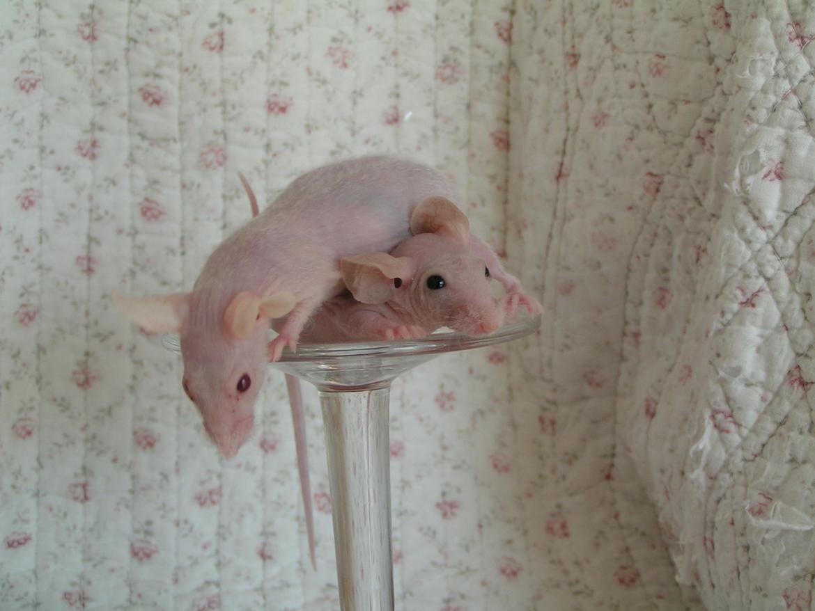 Mus Sniffermus's Fuzzy billede 4