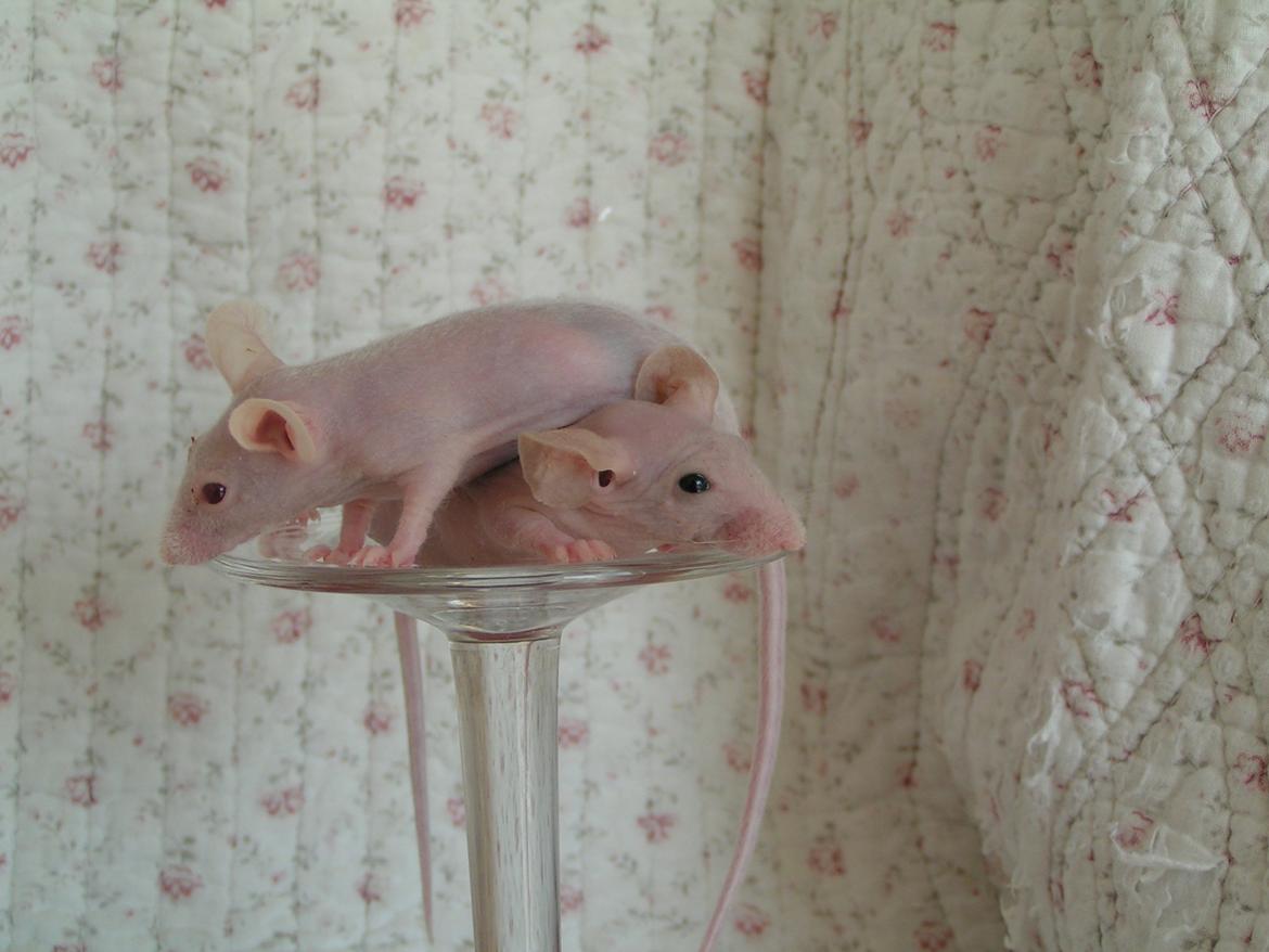 Mus Sniffermus's Fuzzy billede 5