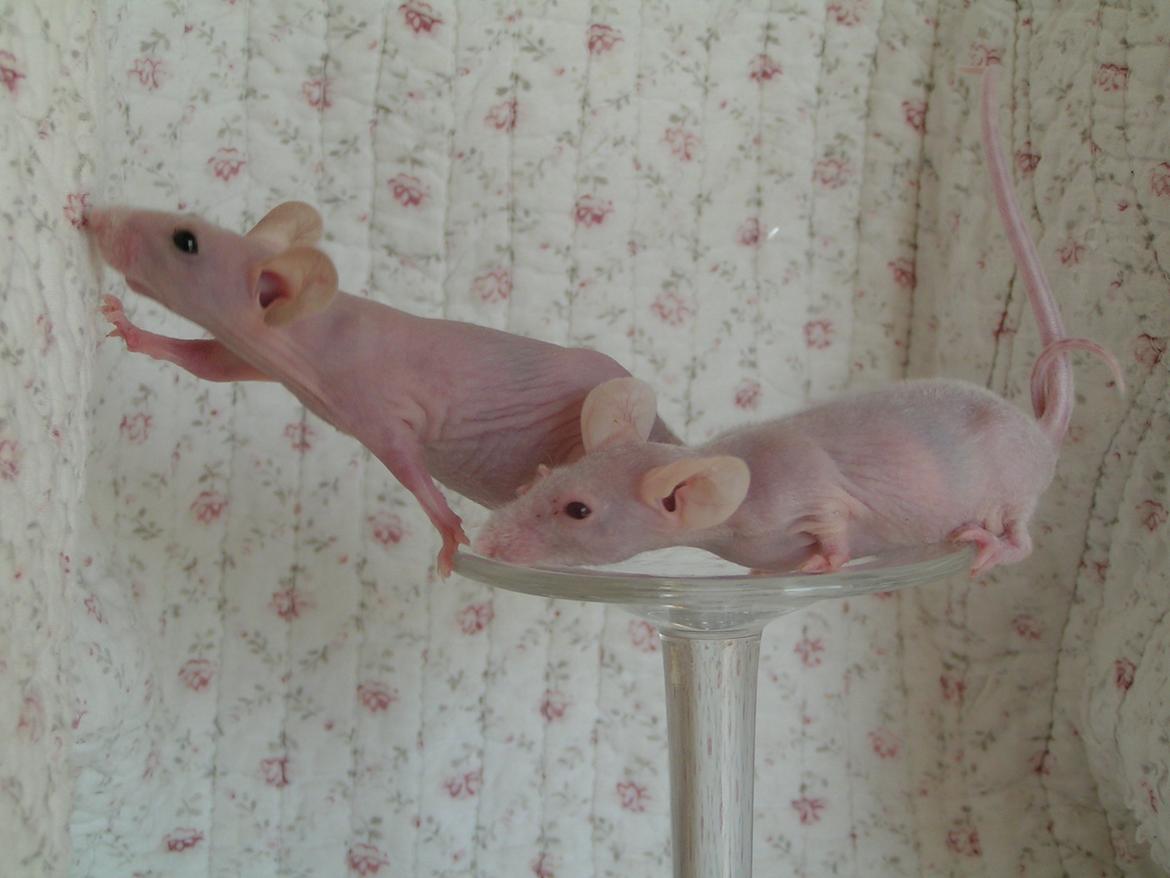 Mus Sniffermus's Fuzzy billede 6