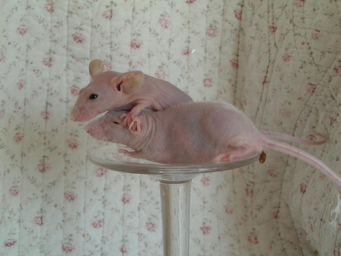 Mus Sniffermus's Fuzzy billede 7