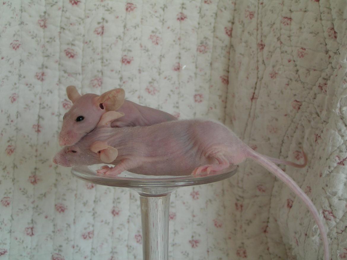 Mus Sniffermus's Fuzzy billede 8