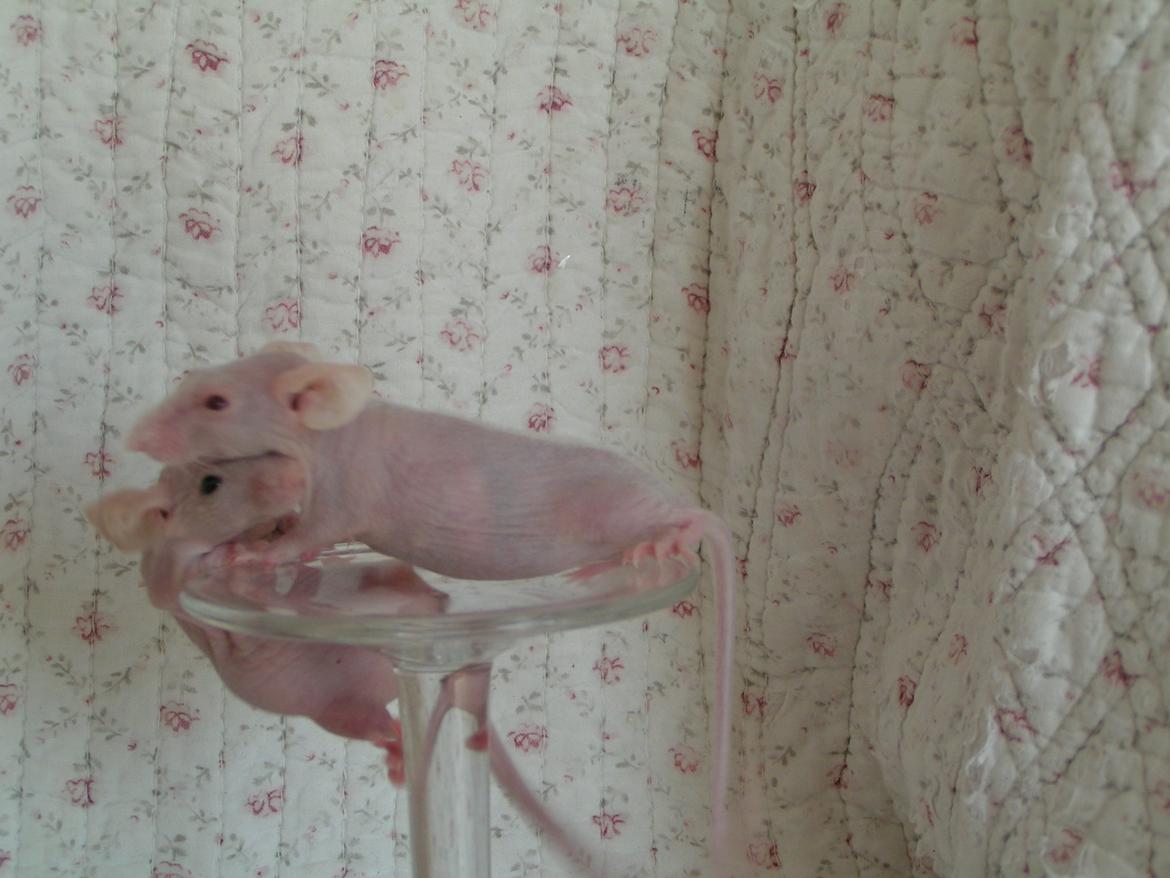 Mus Sniffermus's Fuzzy billede 9