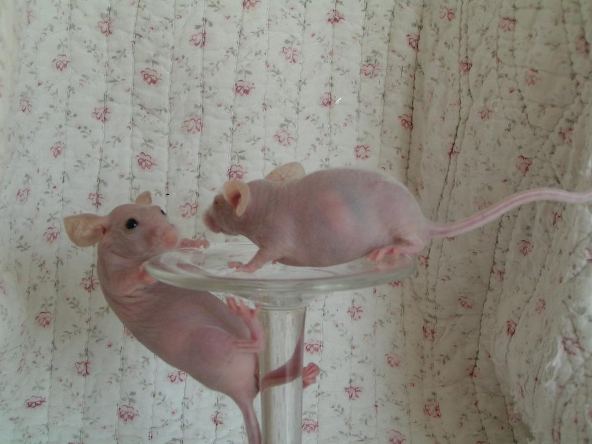 Mus Sniffermus's Fuzzy billede 1