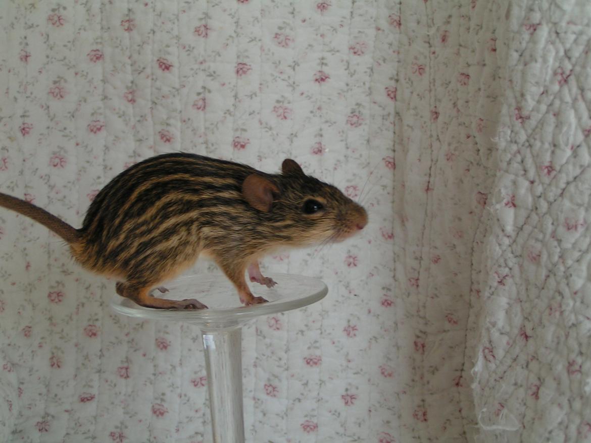 Zebramus Sniffermus's Zera billede 1