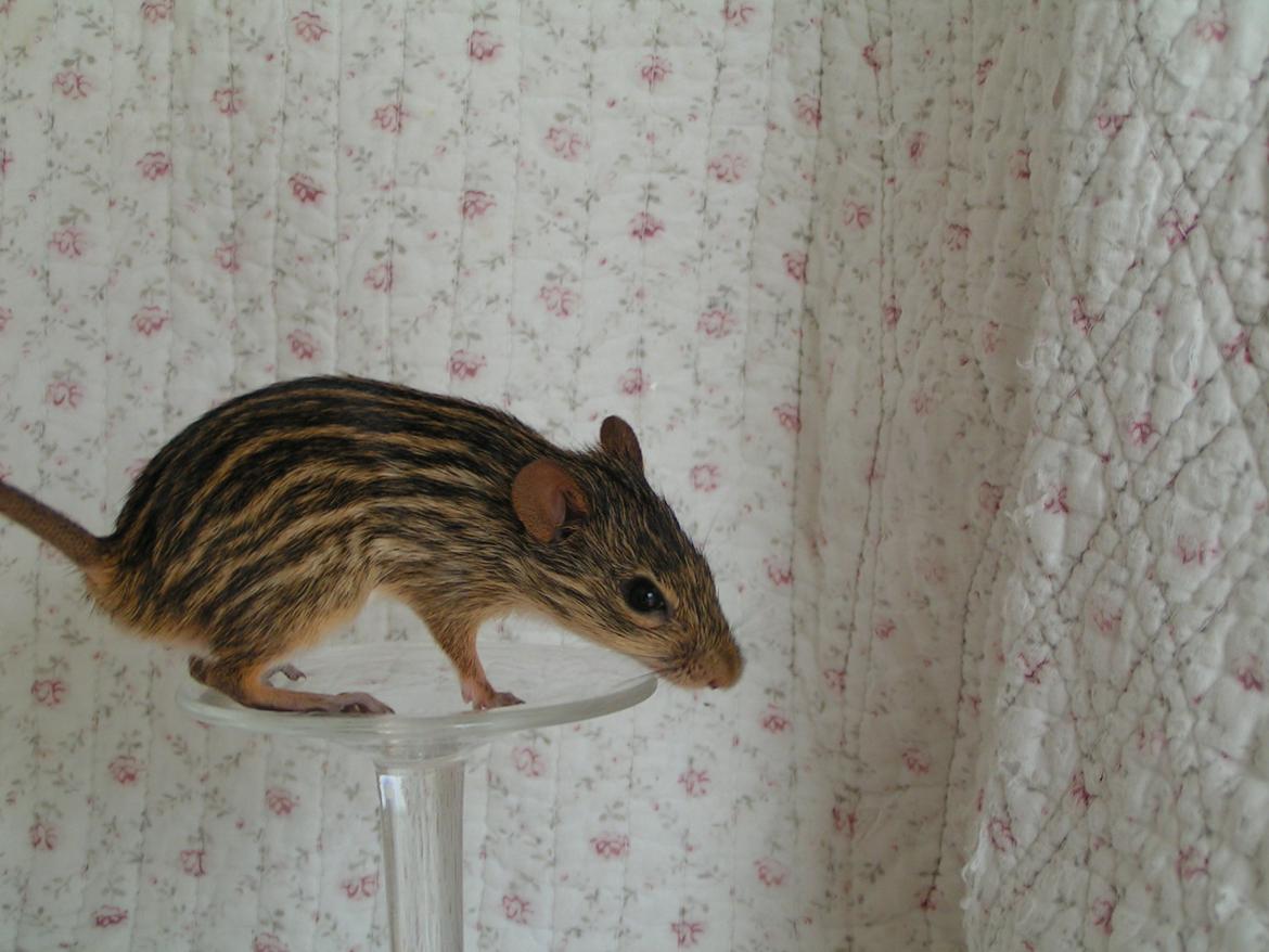 Zebramus Sniffermus's Zera billede 2