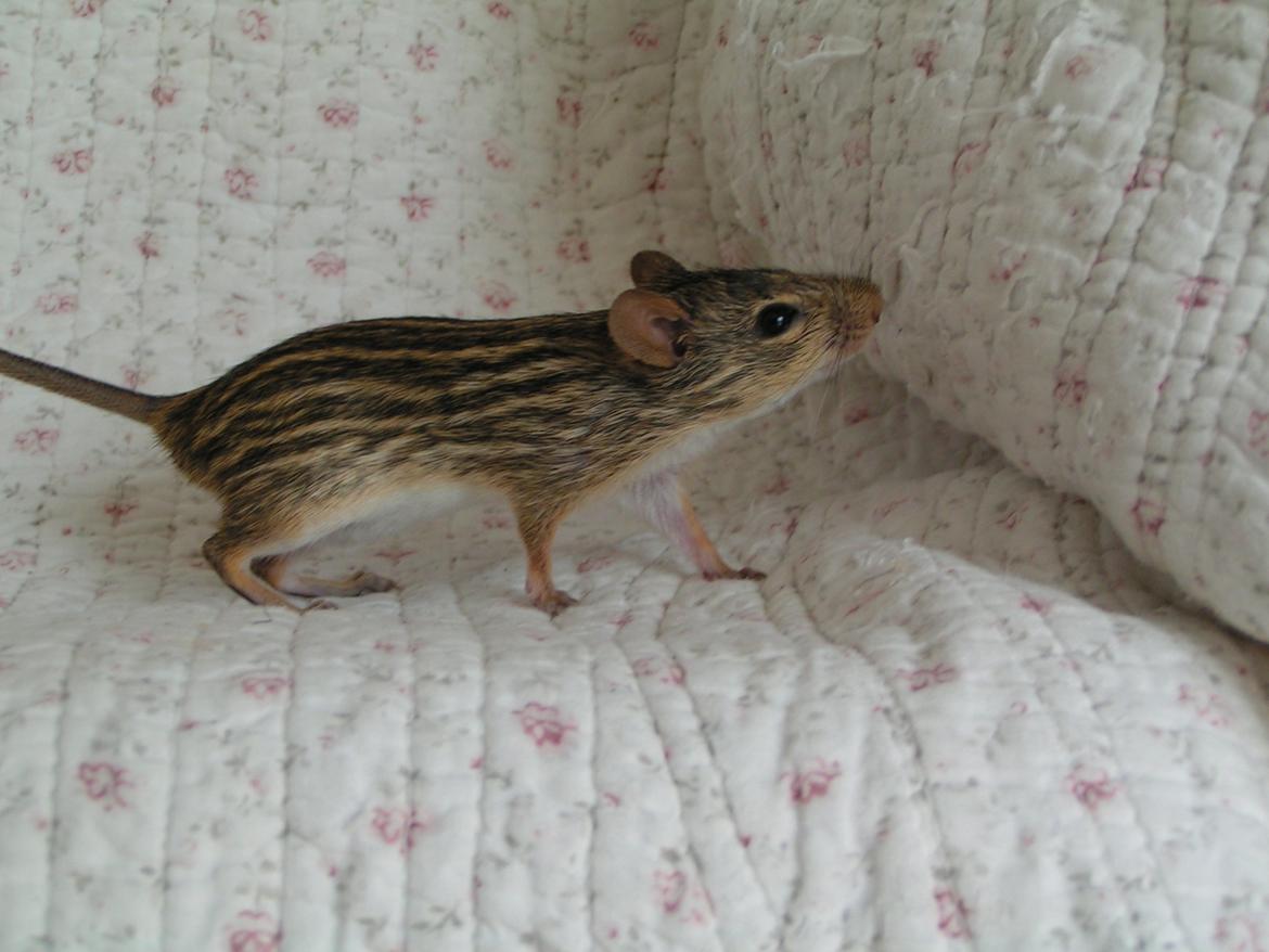 Zebramus Sniffermus's Zera billede 3