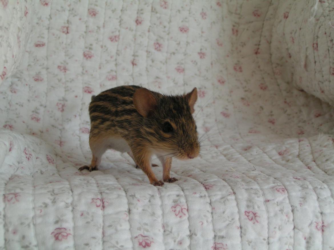 Zebramus Sniffermus's Zera billede 4