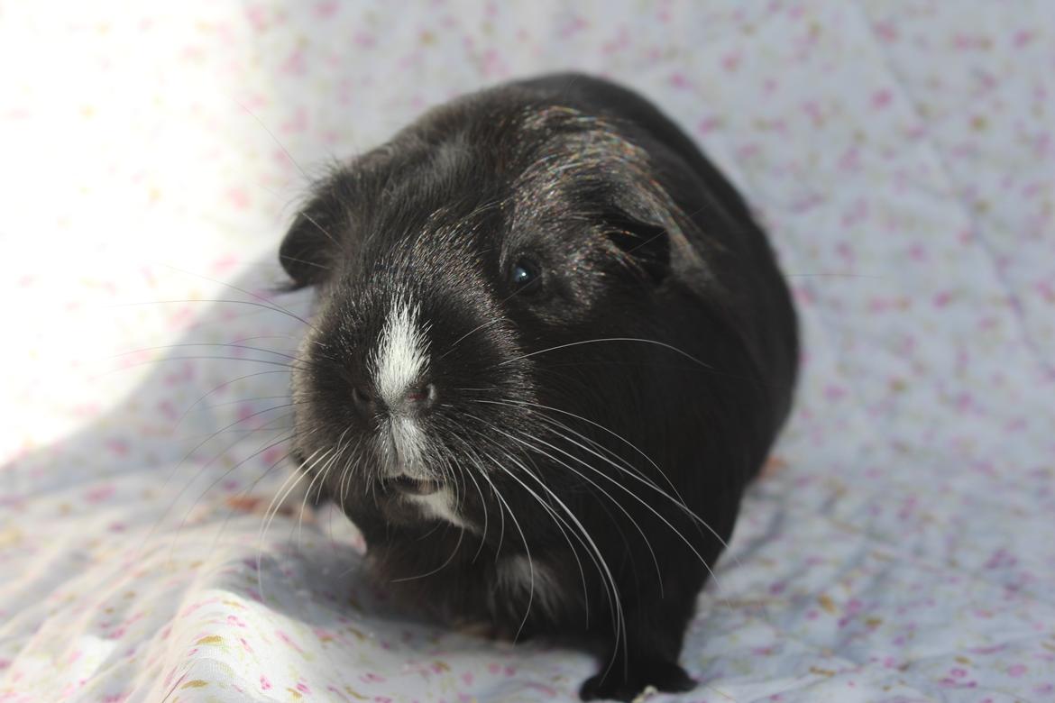 Marsvin Stella billede 8