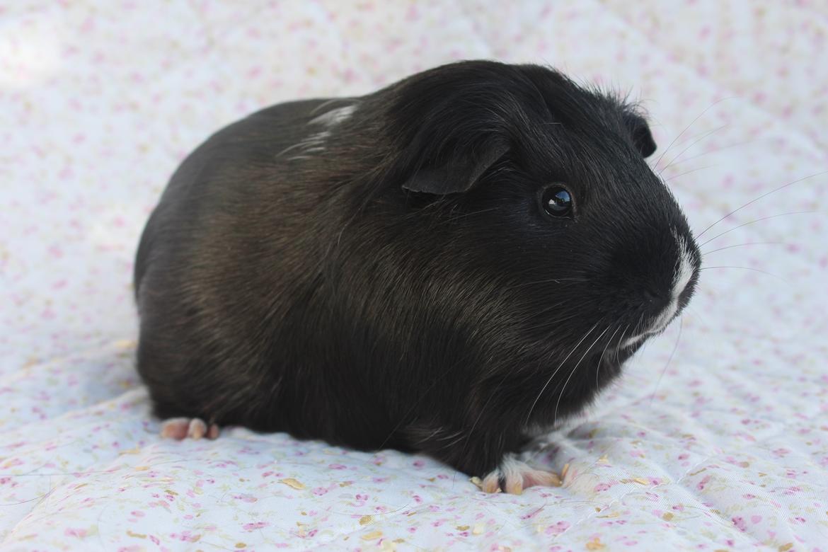 Marsvin Stella billede 11