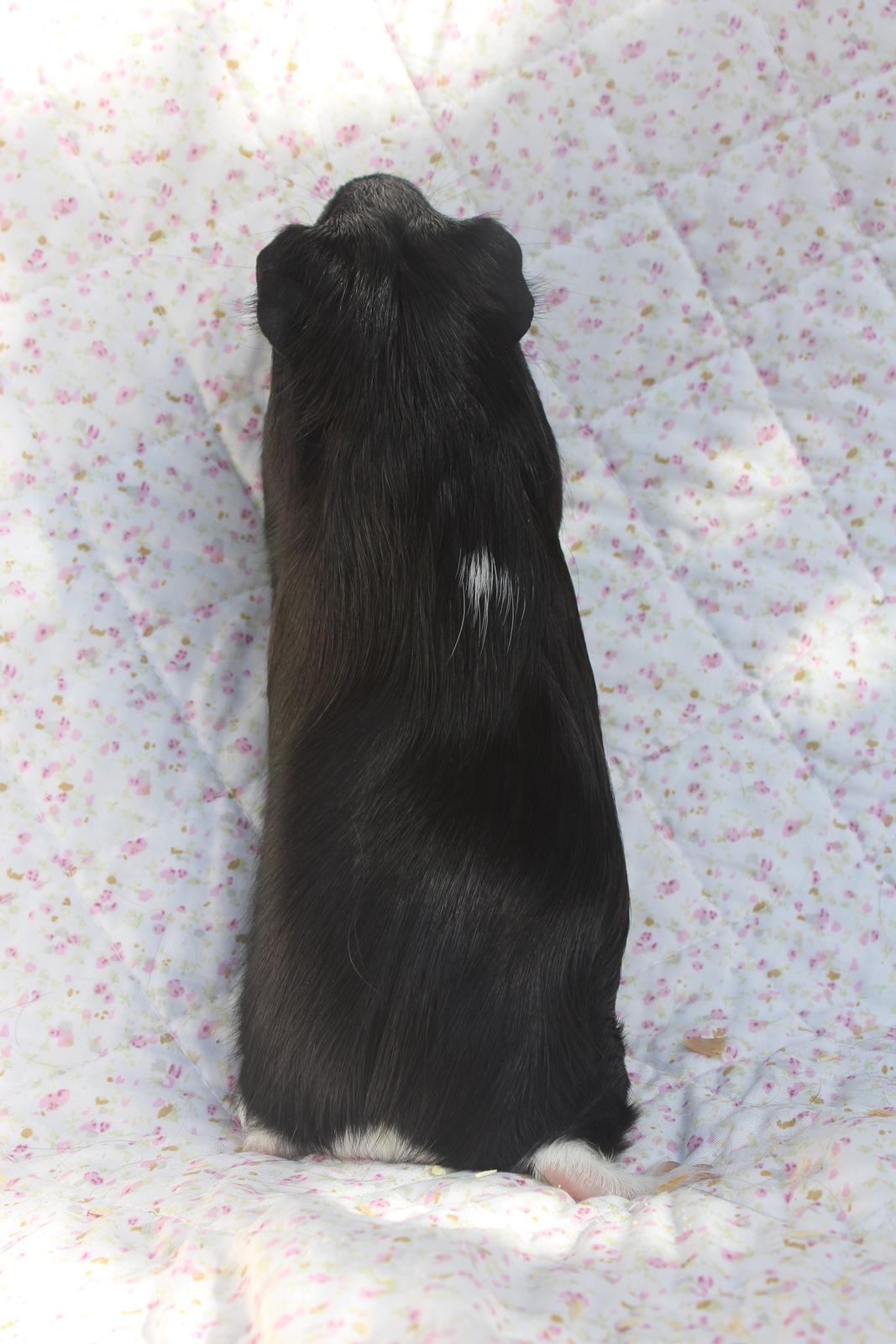 Marsvin Stella billede 7