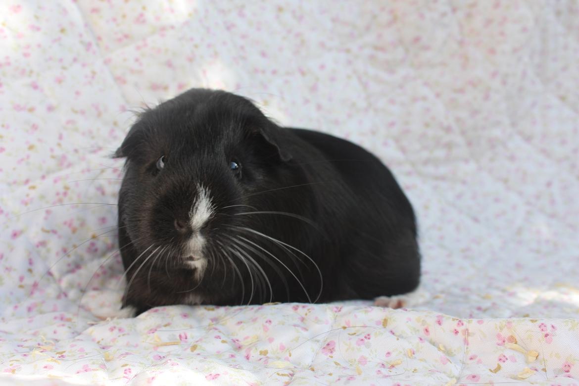 Marsvin Stella billede 12