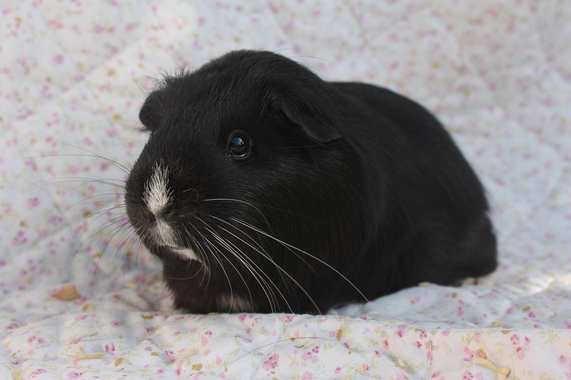 Marsvin Stella billede 13