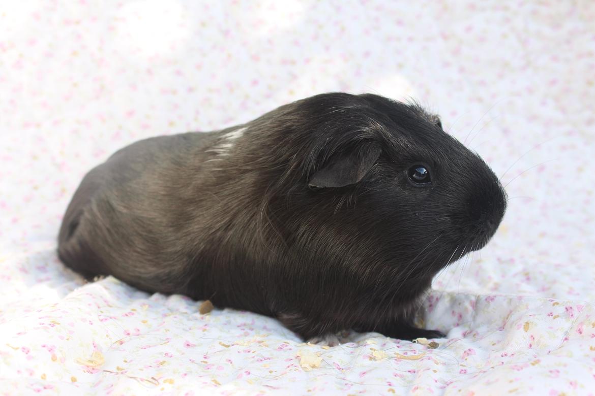 Marsvin Stella billede 10