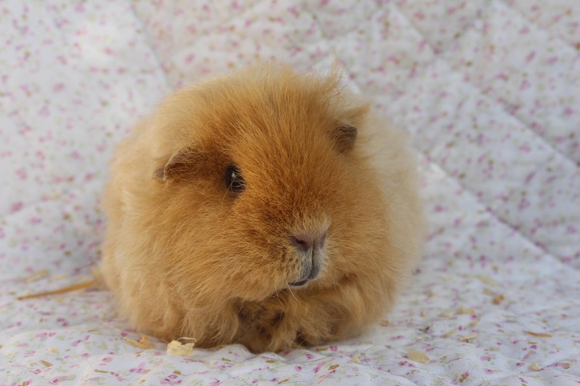 Marsvin Mynte <3 billede 7